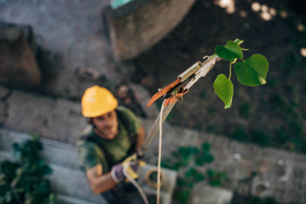 Best Utility Line Clearance  in Toledo, IL