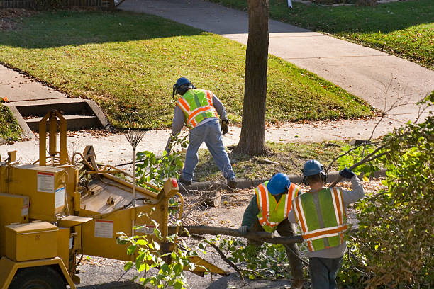 Best Tree Trimming and Pruning  in Toledo, IL