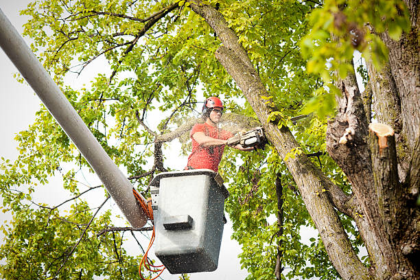 Best Leaf Removal  in Toledo, IL