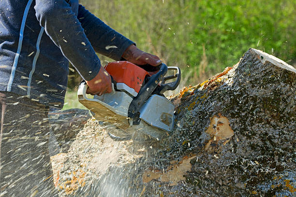 Best Hedge Trimming  in Toledo, IL