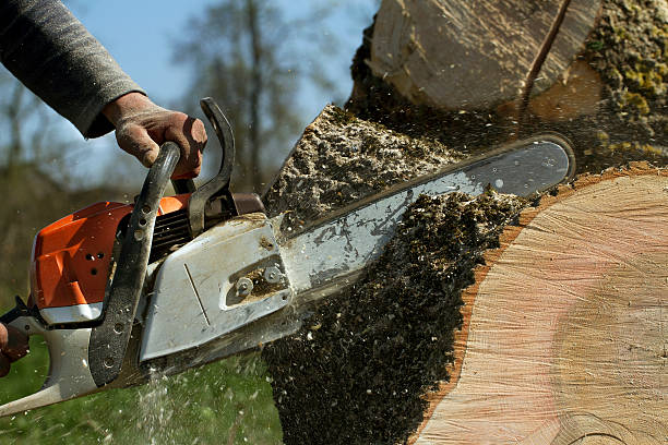 Reliable Toledo, IL Tree Services Solutions